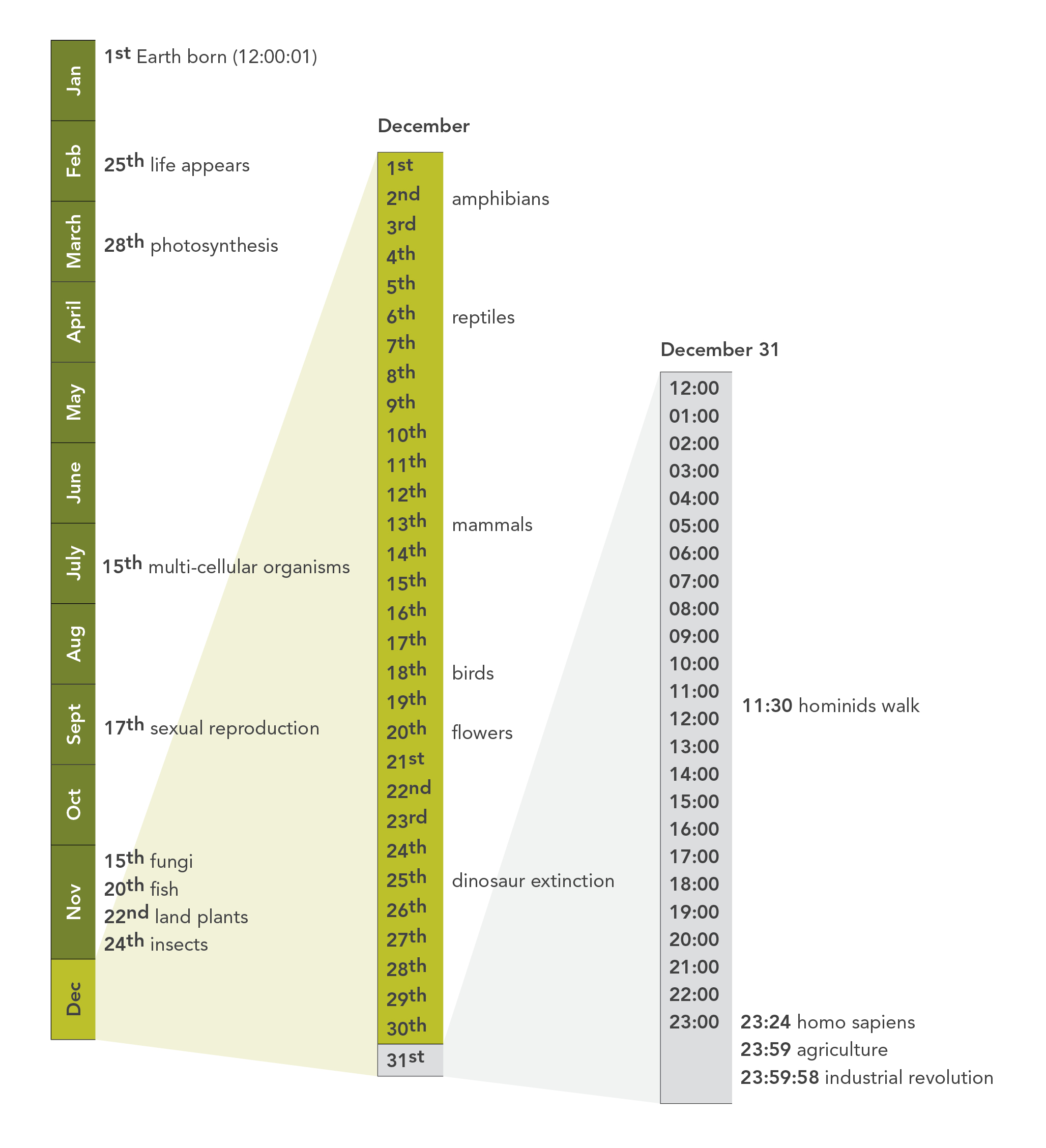 Evolutionary_Timeline Biomimicry 3.8