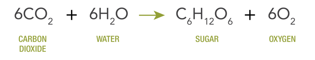 photosynthesis_supports-02