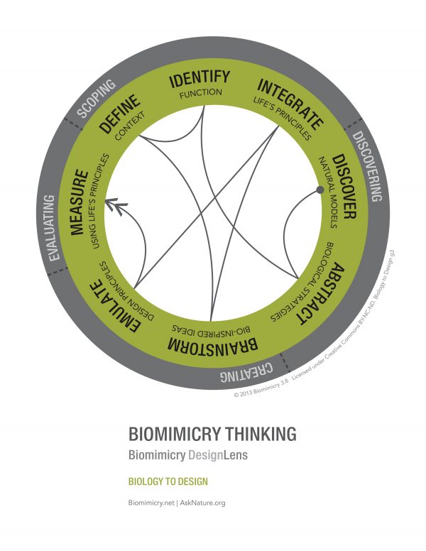 DesignLens Biomimicry Thinking Biomimicry 3.8