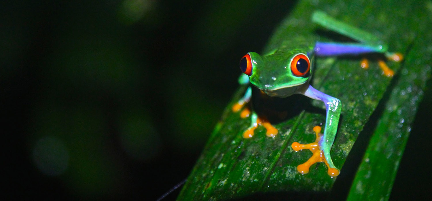 Professional Training | Biomimicry Immersion Workshop in Costa Rica