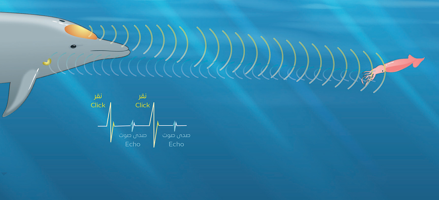 Dolphin Echolocation - Biomimicry 3.8